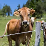 Alpehytte Mountain House Minka Srednja Vas v Bohinju