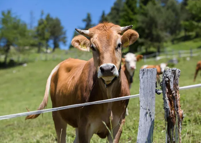 شاليه Mountain House Minka Srednja Vas v Bohinju